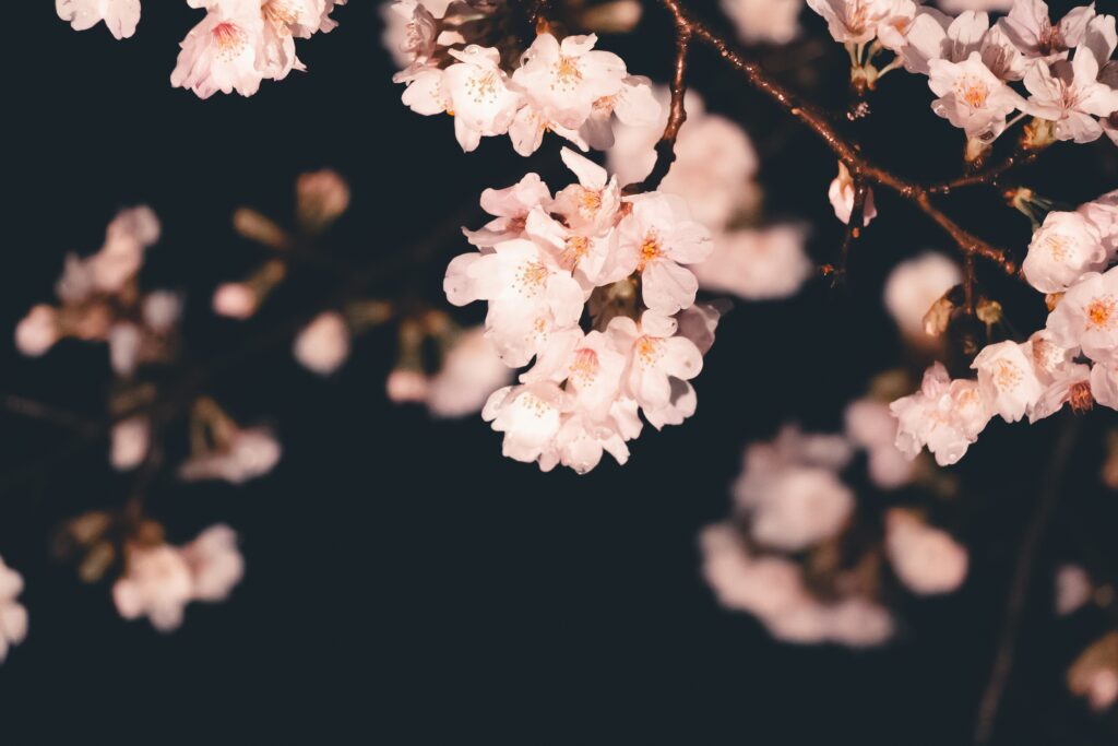 enkuu smile tdxahvdhxls unsplash