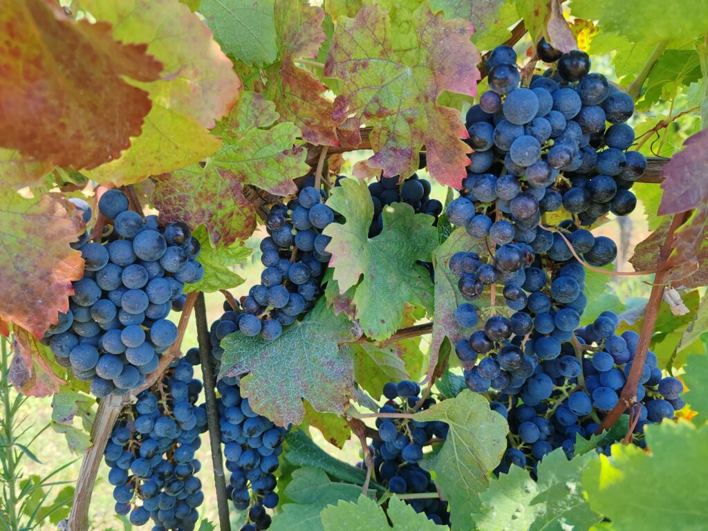 pexels janez temlin 2155417837 33747989