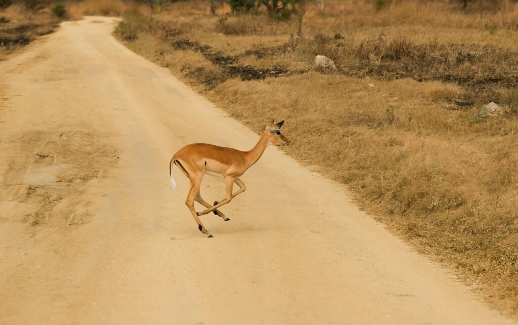 pexels ubeyonroad 926249862 33788317