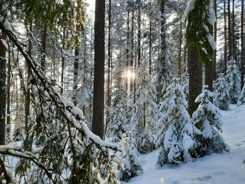 raimo lantelankallio 9pk2hy41jom unsplash